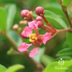 Malpighia Pixie - Acerola 30 Malpighia Pixie - Acerola -Plant Seed Store apo acerola flower