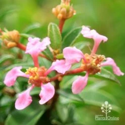 Malpighia Pixie - Acerola 25 Malpighia Pixie - Acerola -Plant Seed Store apo acerola flowers