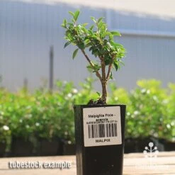 Malpighia Pixie - Acerola 31 Malpighia Pixie - Acerola -Plant Seed Store apo acerola malpighia tubestock