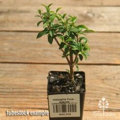 Malpighia Pixie - Acerola 18 Malpighia Pixie - Acerola -Plant Seed Store apo acerola malpighia tubestock top
