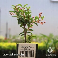Malpighia Pixie - Acerola 20 Malpighia Pixie - Acerola -Plant Seed Store apo acerola tubestock
