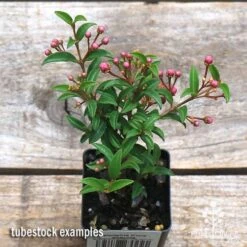 Malpighia Pixie - Acerola 23 Malpighia Pixie - Acerola -Plant Seed Store apo acerola tubestock top