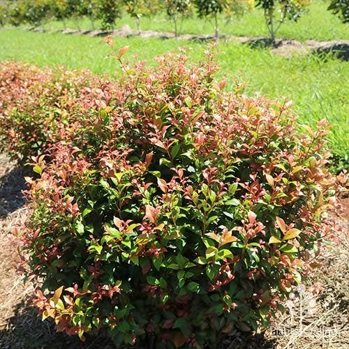 Acmena Allyn Magic 1 Acmena Allyn Magic