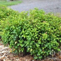 Acmena Allyn Magic 17 Acmena Allyn Magic -Plant Seed Store apo acmena allyn magic green phase