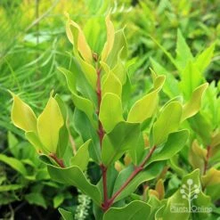 Acmena Hemilampra - Blush Satinash 23 Acmena Hemilampra - Blush Satinash -Plant Seed Store apo acmena hemilampra growing