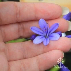 Agapanthus Bingo Blue 19 Agapanthus Bingo Blue -Plant Seed Store apo agapanthus bingo blue flowersize