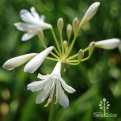 Agapanthus Silver Baby -Plant Seed Store apo agapanthus silver baby flower