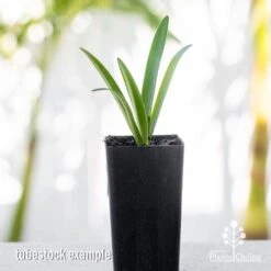 Agapanthus Snowball 6 Agapanthus Snowball -Plant Seed Store apo agapanthus snowball tubestock