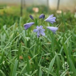 Agapanthus Streamline 18 Agapanthus Streamline -Plant Seed Store apo agapanthus streamline plant