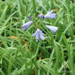 Agapanthus Streamline 26 Agapanthus Streamline -Plant Seed Store apo agapanthus streamline plants