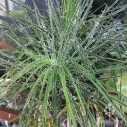 Agave Geminiflora - Succulent 10 Agave Geminiflora - Succulent -Plant Seed Store apo agave in barrow 1