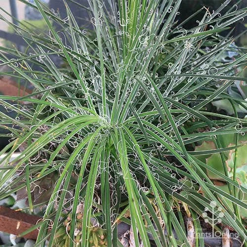 Agave Geminiflora - Succulent 5 Agave Geminiflora - Succulent - Image 5