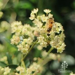 Ceratopetalum Alberys Red - Christmas Bush -Plant Seed Store apo alberys red christmas bush bee