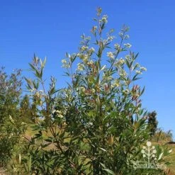 Ceratopetalum Alberys Red - Christmas Bush -Plant Seed Store apo alberys red flowering sept