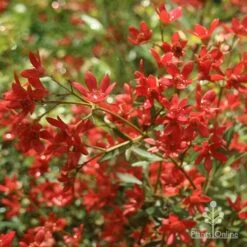 Ceratopetalum Alberys Red - Christmas Bush -Plant Seed Store apo alberys red flowers november