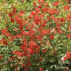 Ceratopetalum Alberys Red - Christmas Bush -Plant Seed Store apo alberys red november