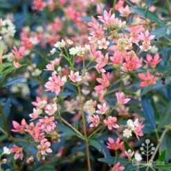 Ceratopetalum Alberys Red - Christmas Bush -Plant Seed Store apo alberys red pre flowering