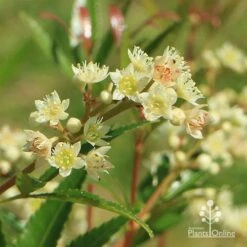 Ceratopetalum Alberys Red - Christmas Bush -Plant Seed Store apo alberys red true flowers sept