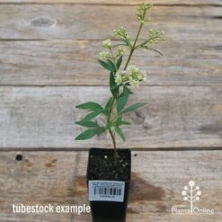 Ceratopetalum Alberys Red - Christmas Bush -Plant Seed Store apo alberys red tubestock flowering