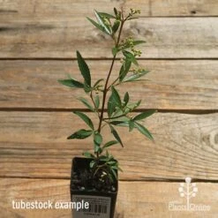 Ceratopetalum Alberys Red - Christmas Bush -Plant Seed Store apo alberys red tubestock sun