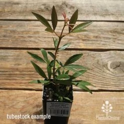 Ceratopetalum Alberys Red - Christmas Bush -Plant Seed Store apo alberys tubestock