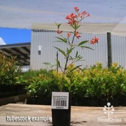 Ceratopetalum Alberys Red - Christmas Bush -Plant Seed Store apo alberys tubestock 1
