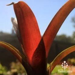 Alcantarea Imperialis Rubra - Bromeliad -Plant Seed Store apo alcantarea rubra tubestock colour