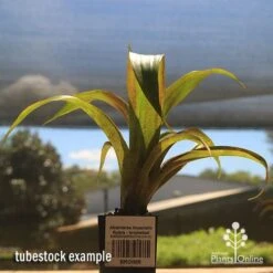 Alcantarea Imperialis Rubra - Bromeliad -Plant Seed Store apo alcantarea rubra tubestock large