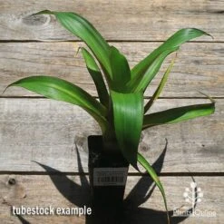 Alcantarea Imperialis Rubra - Bromeliad -Plant Seed Store apo alcantarea rubra tubestock large top
