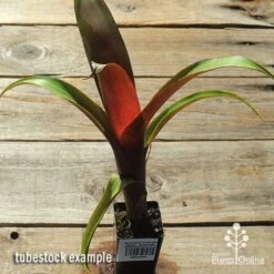Alcantarea Imperialis Rubra - Bromeliad -Plant Seed Store apo alcantarea rubra tubestock top