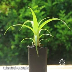 Alcantarea Imperialis Rubra - Bromeliad -Plant Seed Store apo alcantarea tubestock