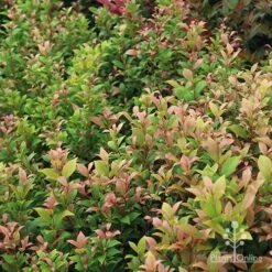 Acmena Allyn Magic 13 Acmena Allyn Magic -Plant Seed Store apo allyn magic green pink phase