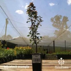 Acmena Allyn Magic 19 Acmena Allyn Magic -Plant Seed Store apo allyn magic tubestoc kside