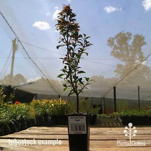 Acmena Allyn Magic 10 Acmena Allyn Magic - Image 10