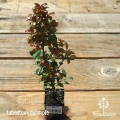 Acmena Allyn Magic 12 Acmena Allyn Magic -Plant Seed Store apo allyn magic tubestock