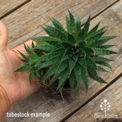 Aloe Aristata - Lace Aloe - Succulent -Plant Seed Store apo aloe aristata supersize