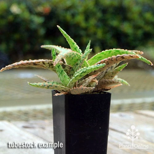 Aloe Pink Blush - Succulent 4 Aloe Pink Blush - Succulent - Image 4