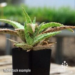 Aloe Pink Blush - Succulent 27 Aloe Pink Blush - Succulent -Plant Seed Store apo aloe pink blush 2
