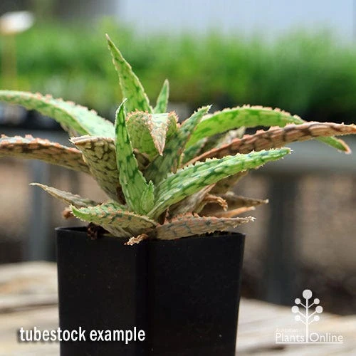 Aloe Pink Blush - Succulent 11 Aloe Pink Blush - Succulent - Image 11