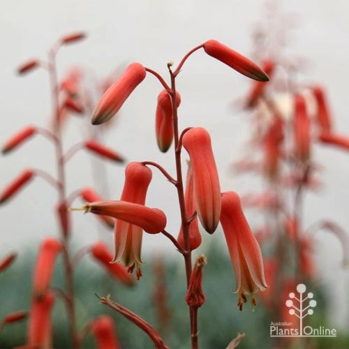 Aloe Pink Blush - Succulent 3 Aloe Pink Blush - Succulent - Image 3