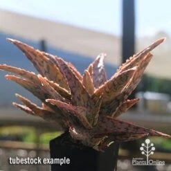 Aloe Pink Blush - Succulent 33 Aloe Pink Blush - Succulent -Plant Seed Store apo aloe pink blush in winter
