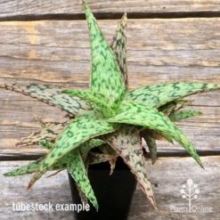 Aloe Pink Blush - Succulent 26 Aloe Pink Blush - Succulent -Plant Seed Store apo aloe pink blush top