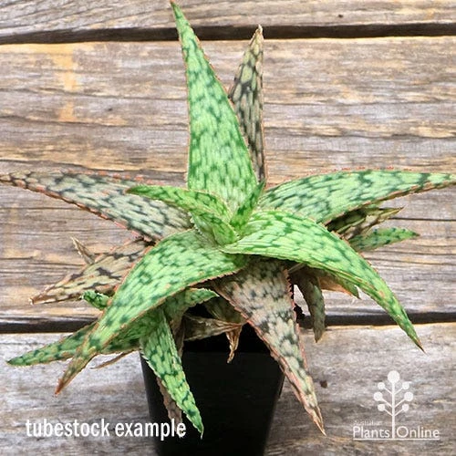Aloe Pink Blush - Succulent 10 Aloe Pink Blush - Succulent - Image 10