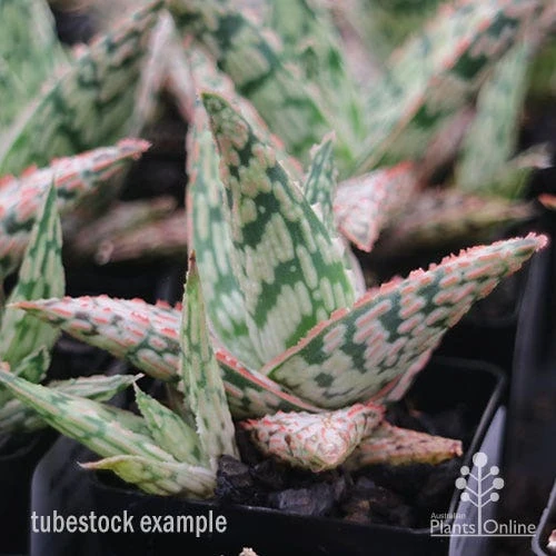 Aloe Pink Blush - Succulent 9 Aloe Pink Blush - Succulent - Image 9