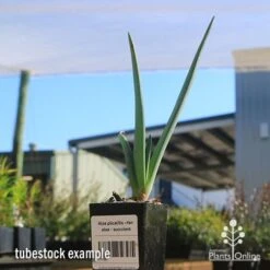 Aloe Plicatilis - Fan Aloe - Succulent 19 Aloe Plicatilis - Fan Aloe - Succulent -Plant Seed Store apo aloe plicatilis tubestock