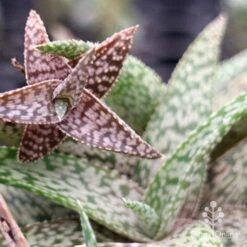 Aloe Quicksilver - Succulent -Plant Seed Store apo aloe quicksilver colours