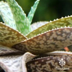 Aloe Quicksilver - Succulent -Plant Seed Store apo aloe quicksilver colours 1
