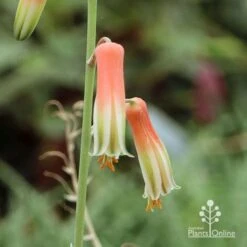 Aloe Quicksilver - Succulent -Plant Seed Store apo aloe quicksilver flower scloseup