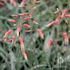 Aloe Quicksilver - Succulent -Plant Seed Store apo aloe quicksilver flowers