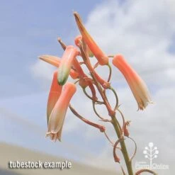 Aloe Quicksilver - Succulent -Plant Seed Store apo aloe quicksilver flowers 1
